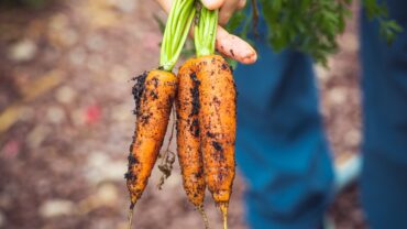 Cultivă legume proaspete acasă: Ghid practic pentru ghivece