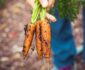 Cultivă legume proaspete acasă: Ghid practic pentru ghivece