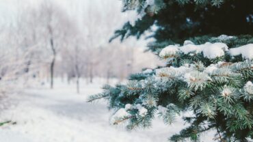 Prepararea murăturilor organice pentru iarnă