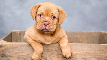 Câine de apartament vs câine de curte: caracteristici, avantaje și dezavantaje