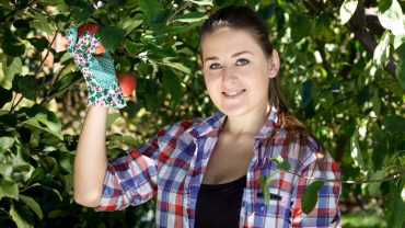 Cum să folosești țepușe fertilizante pentru pomi fructiferi