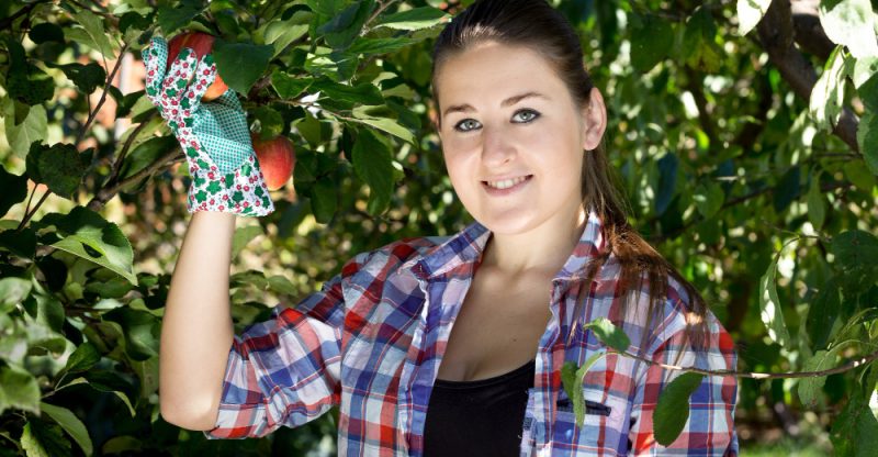 Cum să folosești țepușe fertilizante pentru pomi fructiferi