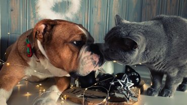 Pisici vs. câini: Ce spune alegerea ta despre inteligență și fericire