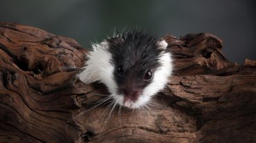 Ce înseamnă când visezi șoareci și șobolani
