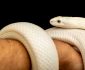 Pace și transformare: Ce înseamnă când visezi șerpi albi