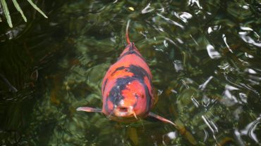 Piranha: prădătorul feroce din apele Amazonului