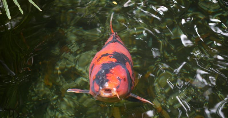 Piranha: prădătorul feroce din apele Amazonului