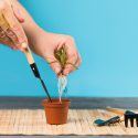 Kit de prim‑ajutor pentru plante: unelte și soluții la îndemână