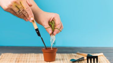 Kit de prim‑ajutor pentru plante: unelte și soluții la îndemână Kit de prim‑ajutor pentru plante: unelte și soluții la îndemână
