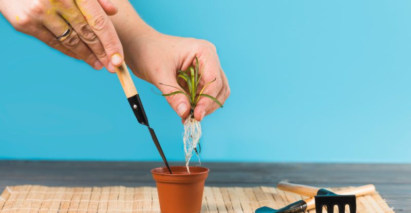 Kit de prim‑ajutor pentru plante: unelte și soluții la îndemână