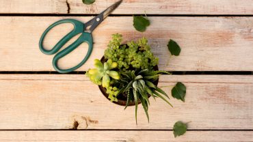 Idei de plante pentru grădinile cu umbră