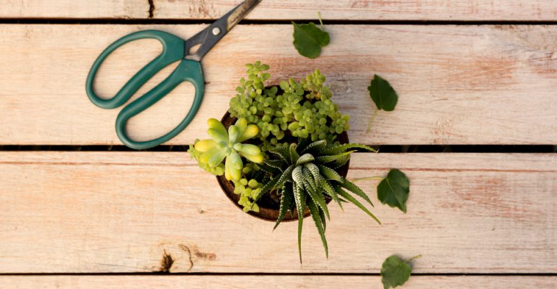 Idei de plante pentru grădinile cu umbră