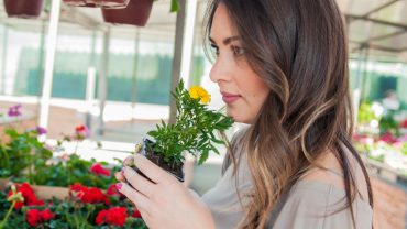 Cum alegi plante native pentru grădină sustenabilă