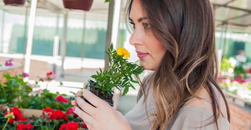 Cum alegi plante native pentru grădină sustenabilă