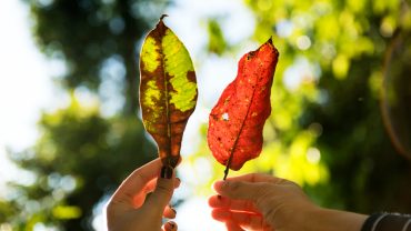 Cum influențează sunetele ambientale calitatea regenerării