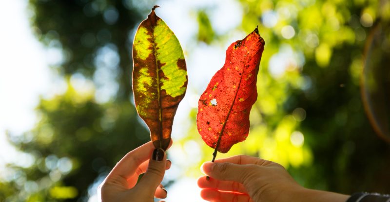 Cum influențează sunetele ambientale calitatea regenerării
