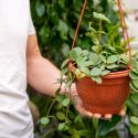 Plante agățătoare care schimbă complet aspectul casei