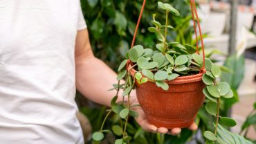 Plante agățătoare care schimbă complet aspectul casei Plante agățătoare care schimbă complet aspectul casei