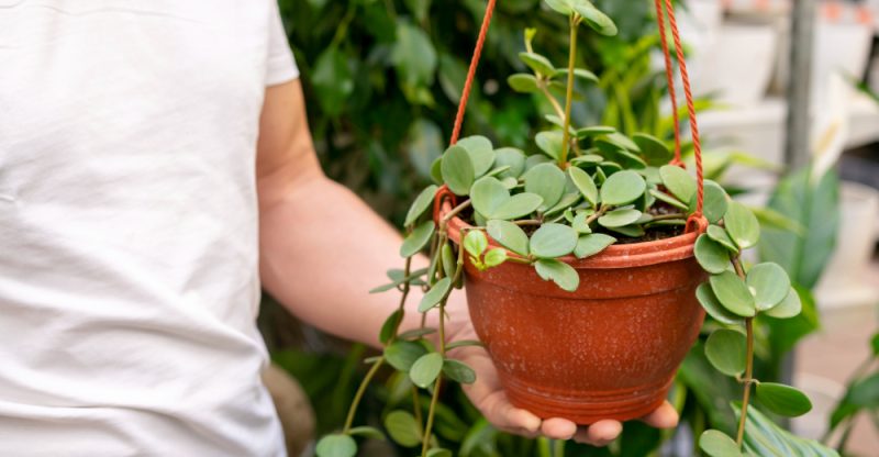 Plante agățătoare care schimbă complet aspectul casei Plante agățătoare care schimbă complet aspectul casei