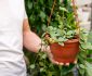 Plante agățătoare care schimbă complet aspectul casei
