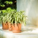 Balconul cu plante rezistente la umbră și mobilier compact Balconul cu plante rezistente la umbră și mobilier compact