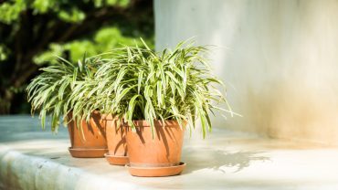 Balconul cu plante rezistente la umbră și mobilier compact