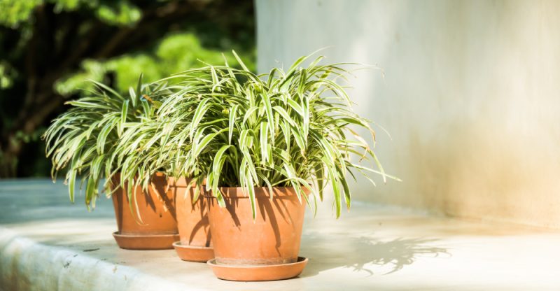 Balconul cu plante rezistente la umbră și mobilier compact